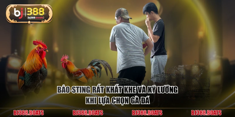 Bảo Sting rất khắt khe và kỹ lưỡng khi lựa chọn gà đá
