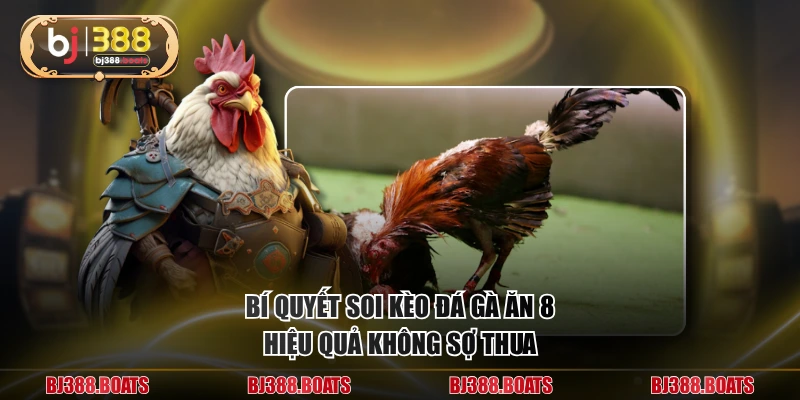 Bí quyết soi kèo đá gà ăn 8 hiệu quả không sợ thua