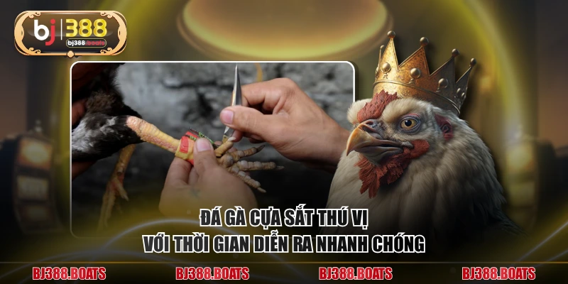 Đá gà cựa sắt thú vị với thời gian diễn ra nhanh chóng
