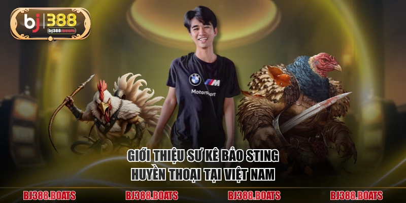 Giới thiệu sư kê Bảo Sting huyền thoại tại Việt Nam