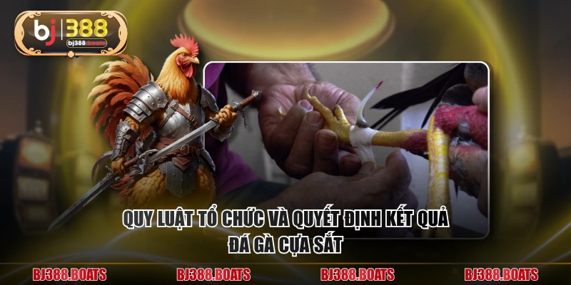 Quy luật tổ chức và quyết định kết quả đá gà cựa sắt