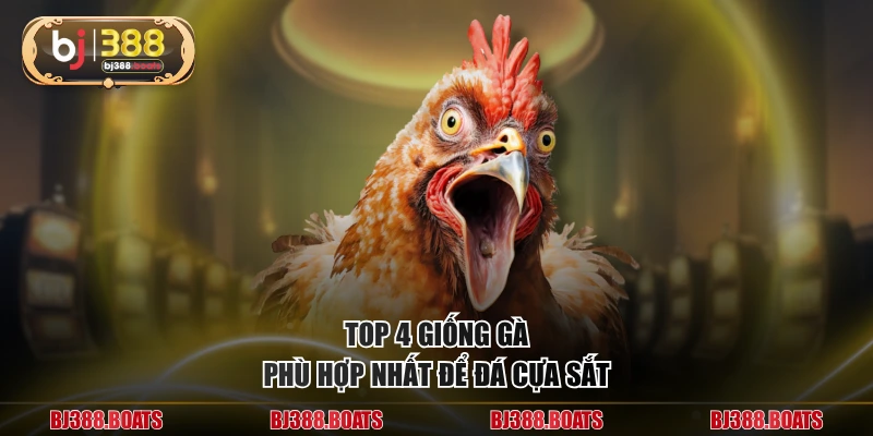 Top 4 giống gà phù hợp nhất để đá cựa sắt