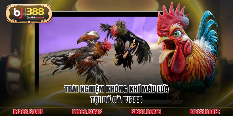 Trải nghiệm không khí máu lửa tại đá gà BJ388